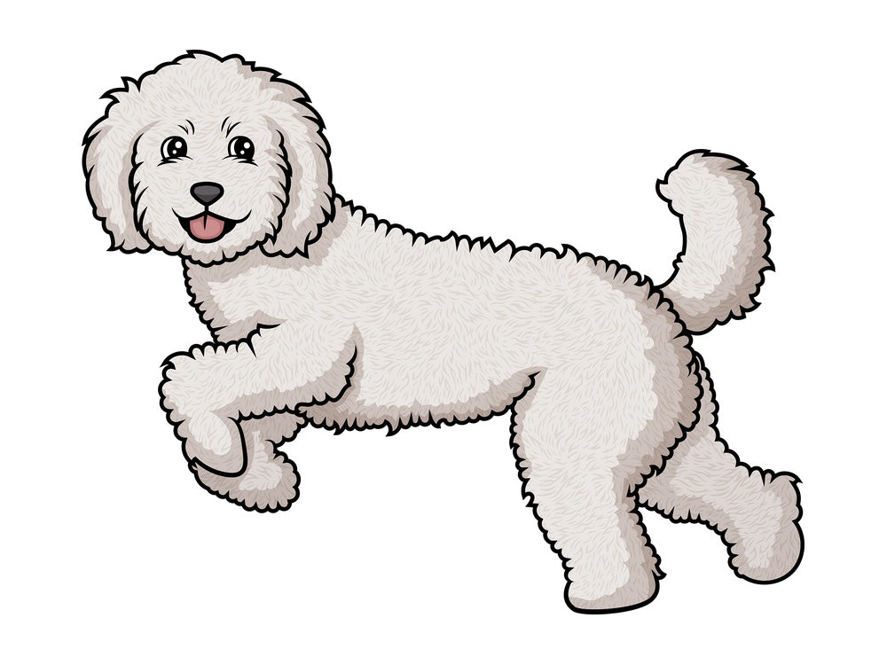 Labradoodle running. PNG - JPG and vector EPS (infinitely scalable).