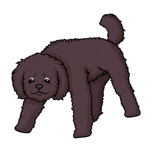 Labradoodle sniffing. PNG - JPG and vector EPS (infinitely scalable).