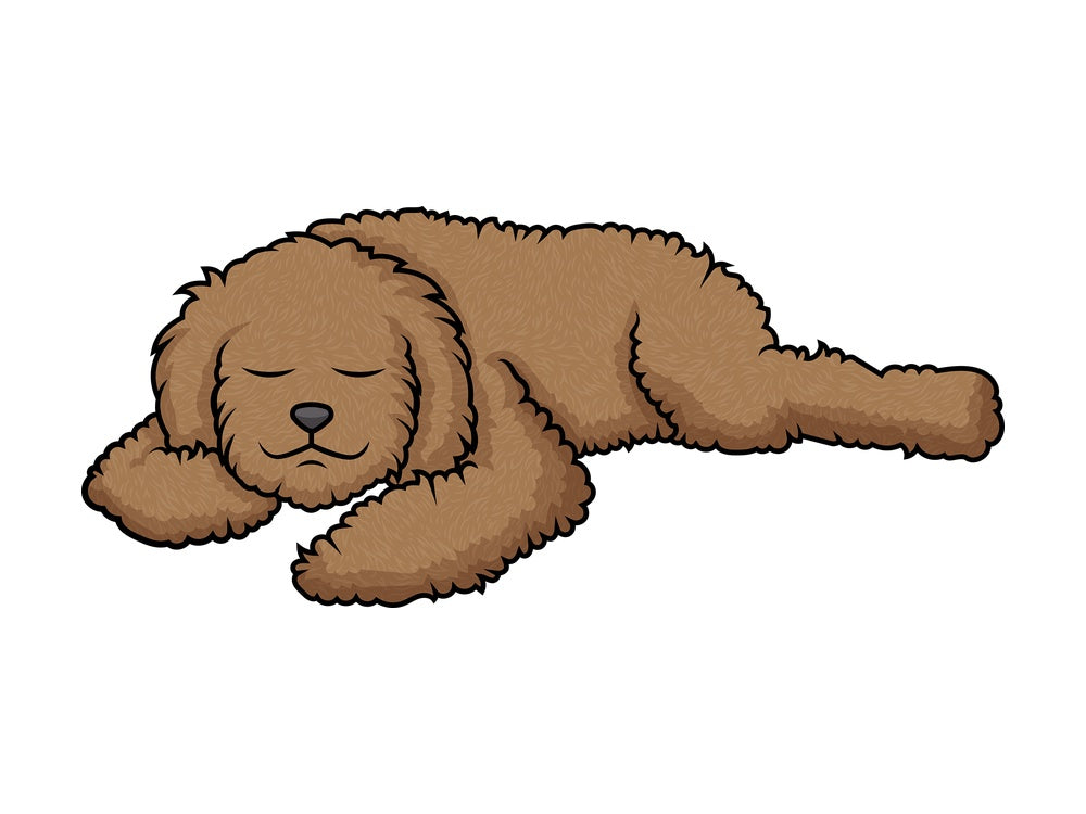 Labradoodle sleeping. PNG - JPG and vector EPS (infinitely scalable).