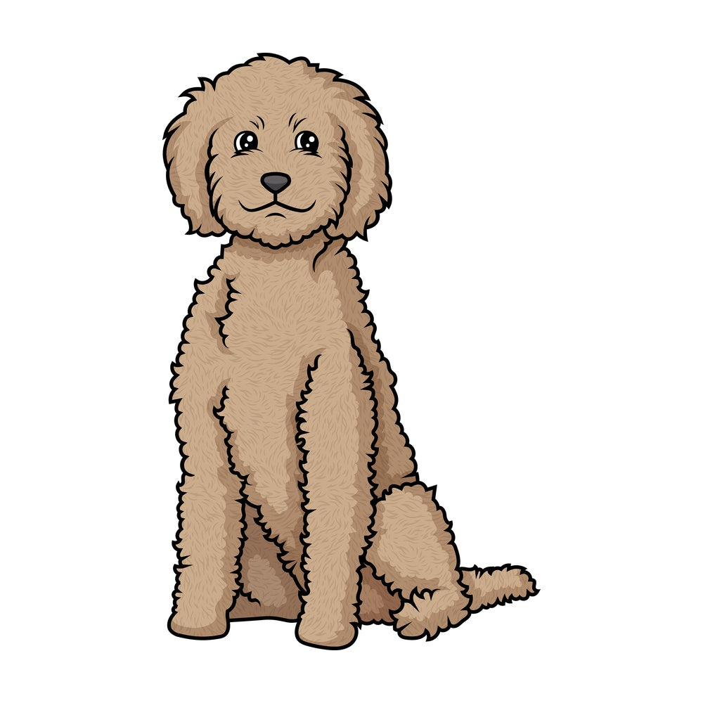 Obedient labradoodle sitting. PNG - JPG and vector EPS (infinitely scalable).