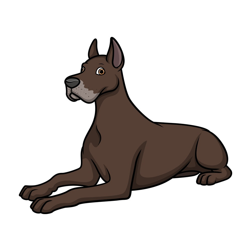 Great dane lying down. PNG - JPG and vector EPS (infinitely scalable).