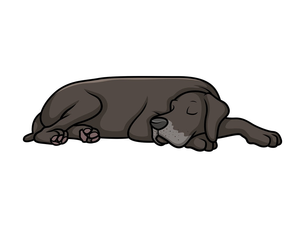 Great dane sleeping. PNG - JPG and vector EPS (infinitely scalable).