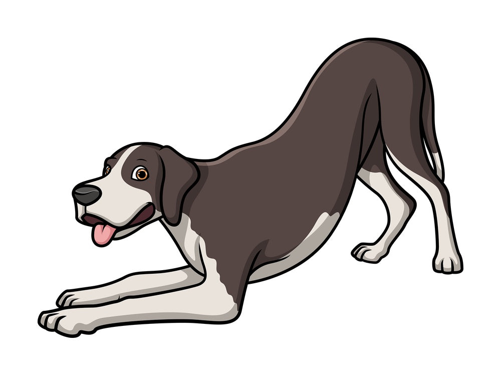 Playful great dane. PNG - JPG and vector EPS (infinitely scalable).