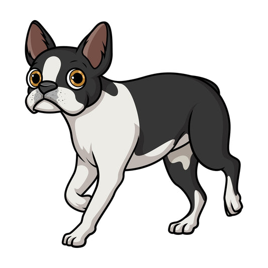 Black and white boston terrier walking. PNG - JPG and vector EPS (infinitely scalable).