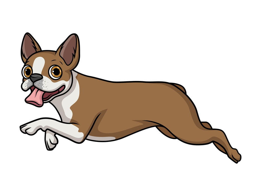 Fawn boston terrier running. PNG - JPG and vector EPS (infinitely scalable).