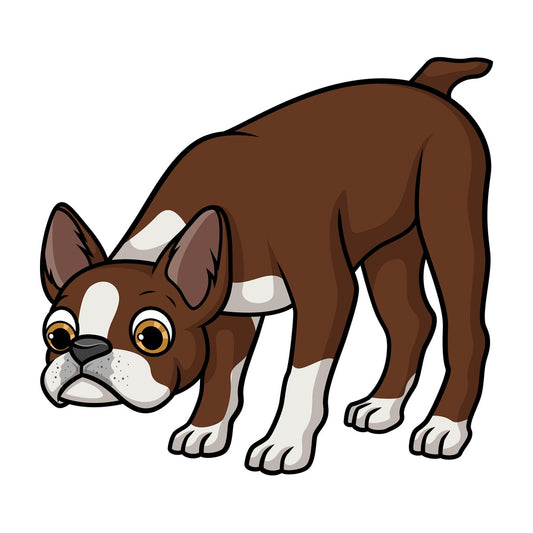 Brown boston terrier sniffing. PNG - JPG and vector EPS (infinitely scalable).