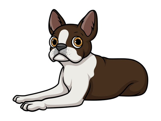 Boston terrier lying down. PNG - JPG and vector EPS (infinitely scalable).