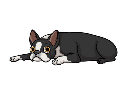 Boston terrier resting. PNG - JPG and vector EPS (infinitely scalable).