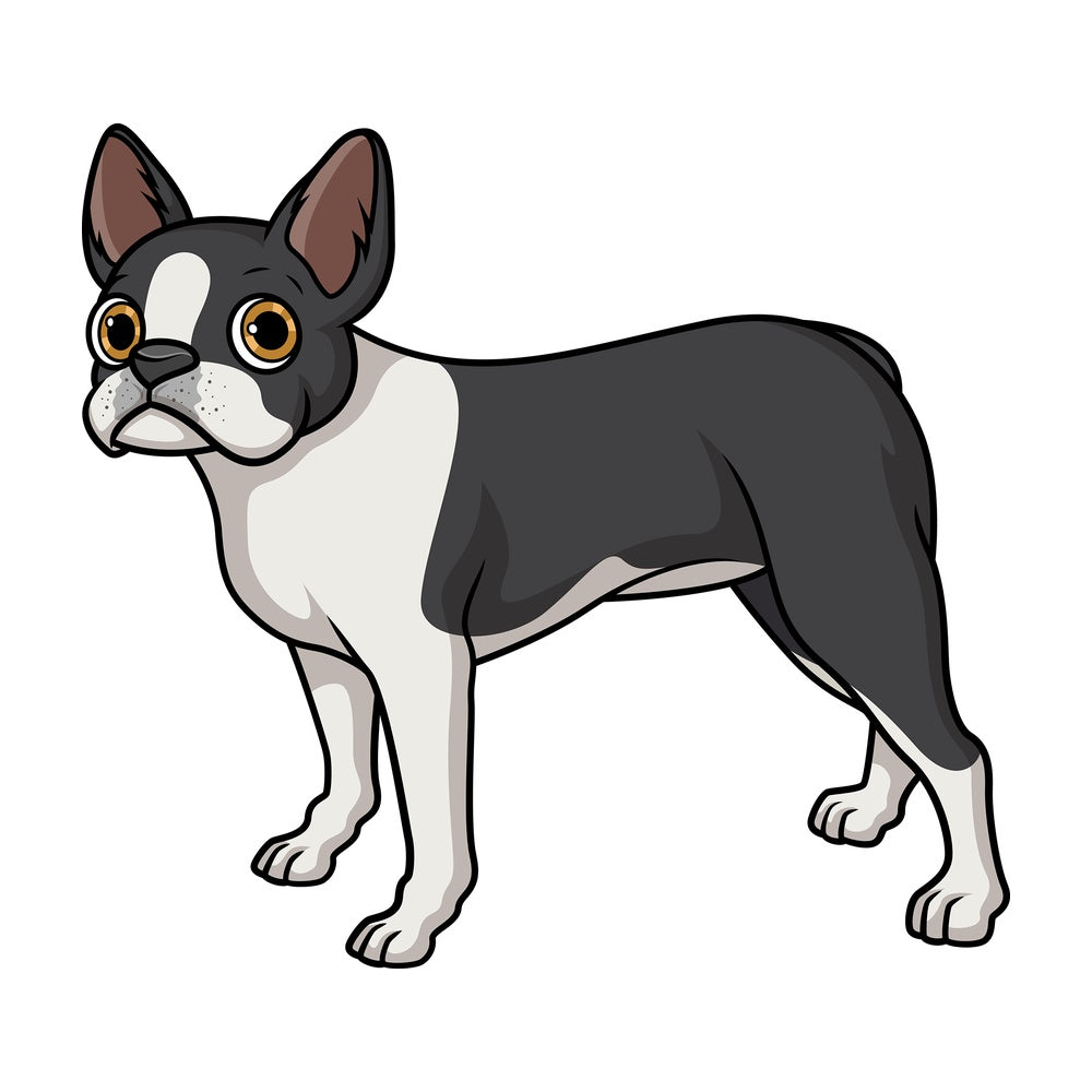 Lovely boston terrier. PNG - JPG and vector EPS (infinitely scalable).