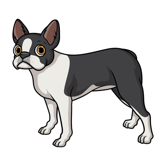 Lovely boston terrier. PNG - JPG and vector EPS (infinitely scalable).
