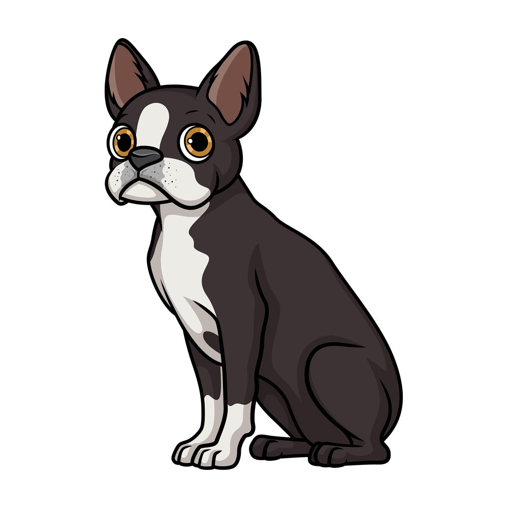 Obedient boston terrier sitting. PNG - JPG and vector EPS (infinitely scalable).