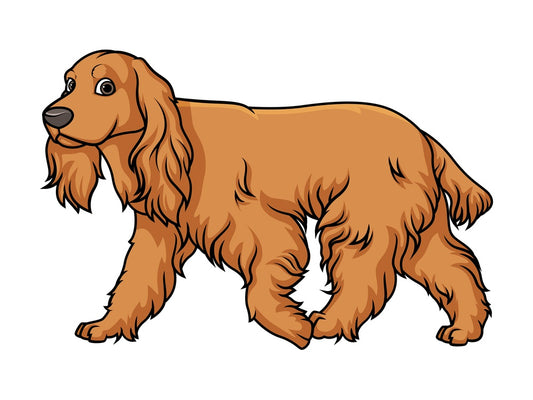 English cocker spaniel walking. PNG - JPG and vector EPS (infinitely scalable).