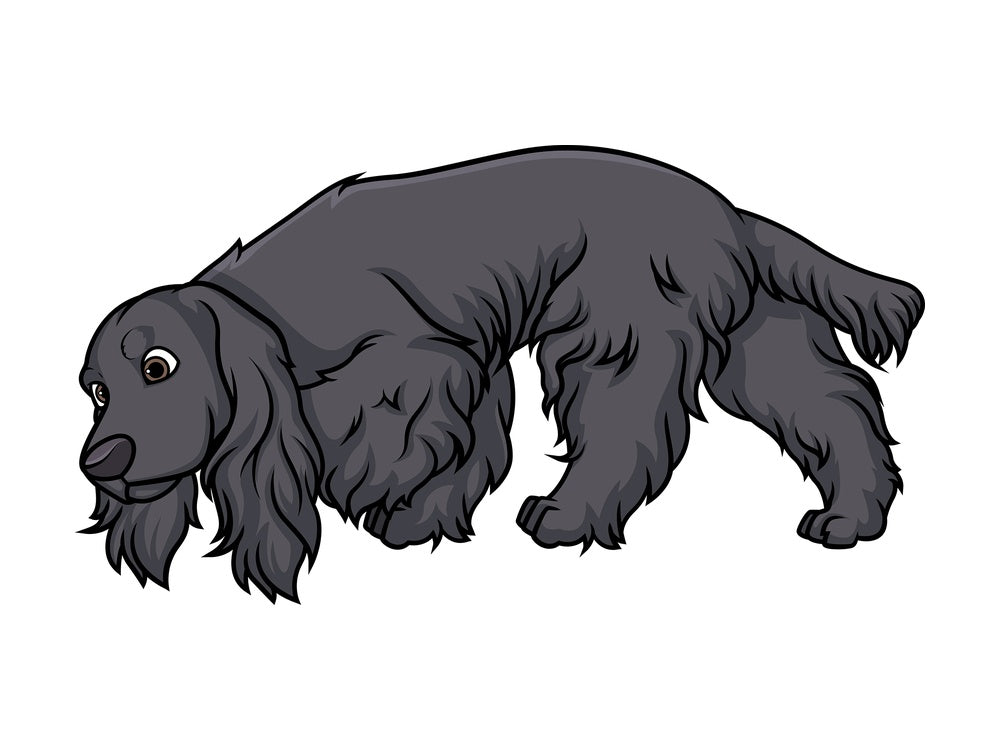 Black english cocker spaniel sniffing. PNG - JPG and vector EPS (infinitely scalable).
