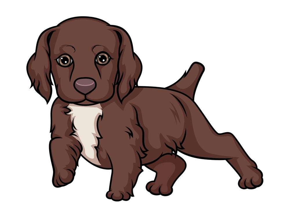 Cute english cocker spaniel puppy. PNG - JPG and vector EPS (infinitely scalable).