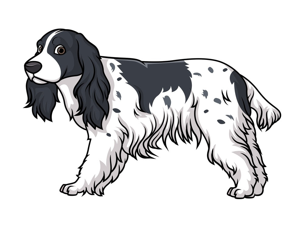 Lovely english cocker spaniel. PNG - JPG and vector EPS (infinitely scalable).