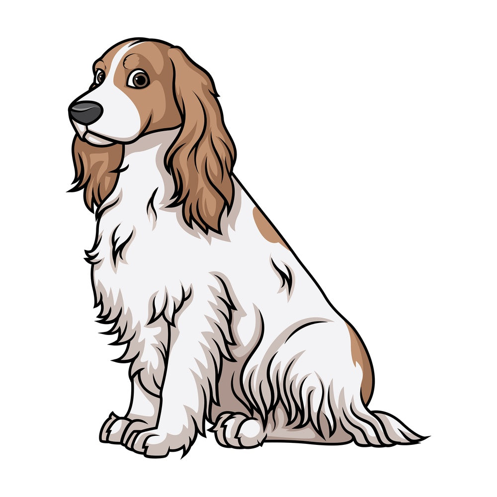 Obedient english cocker spaniel sitting. PNG - JPG and vector EPS (infinitely scalable).