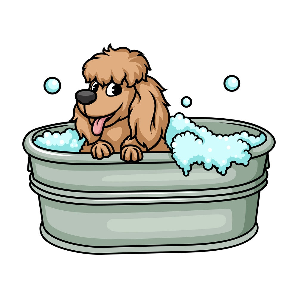 Poodle having a bath. PNG - JPG and vector EPS (infinitely scalable). Image isolated on transparent background.