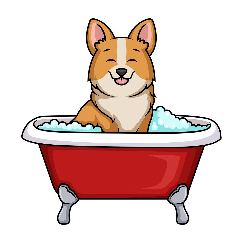 Corgi dog having a bath. PNG - JPG and vector EPS (infinitely scalable). Image isolated on transparent background.