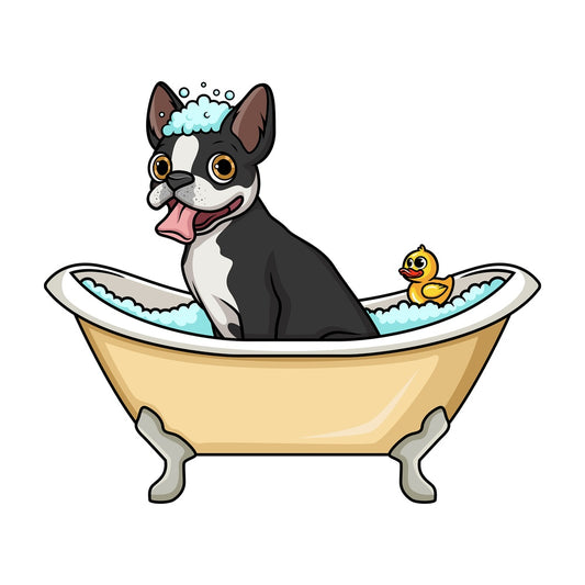 Boston terrier having a bath. PNG - JPG and vector EPS (infinitely scalable). Image isolated on transparent background.