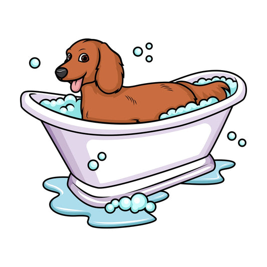 Dachshund having a bath. PNG - JPG and vector EPS (infinitely scalable). Image isolated on transparent background.