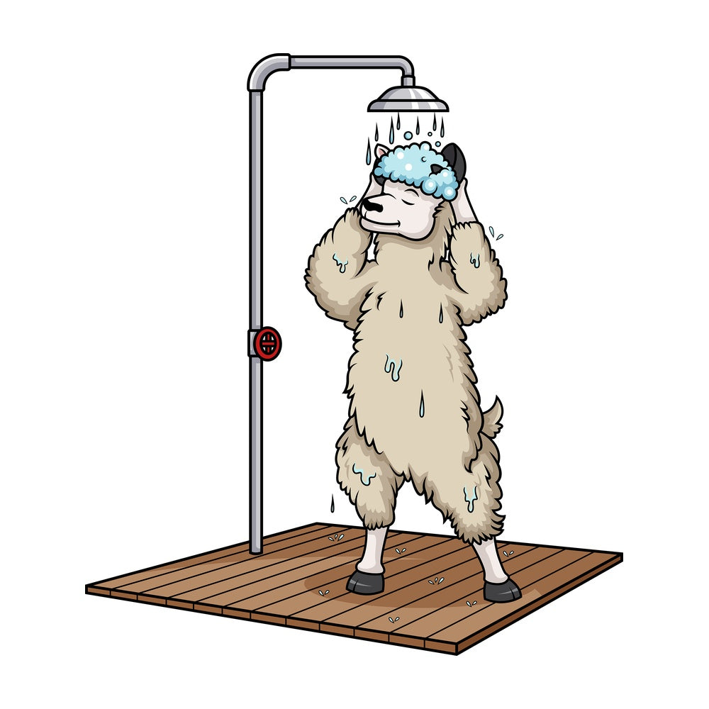 Llama showering. PNG - JPG and vector EPS (infinitely scalable).
