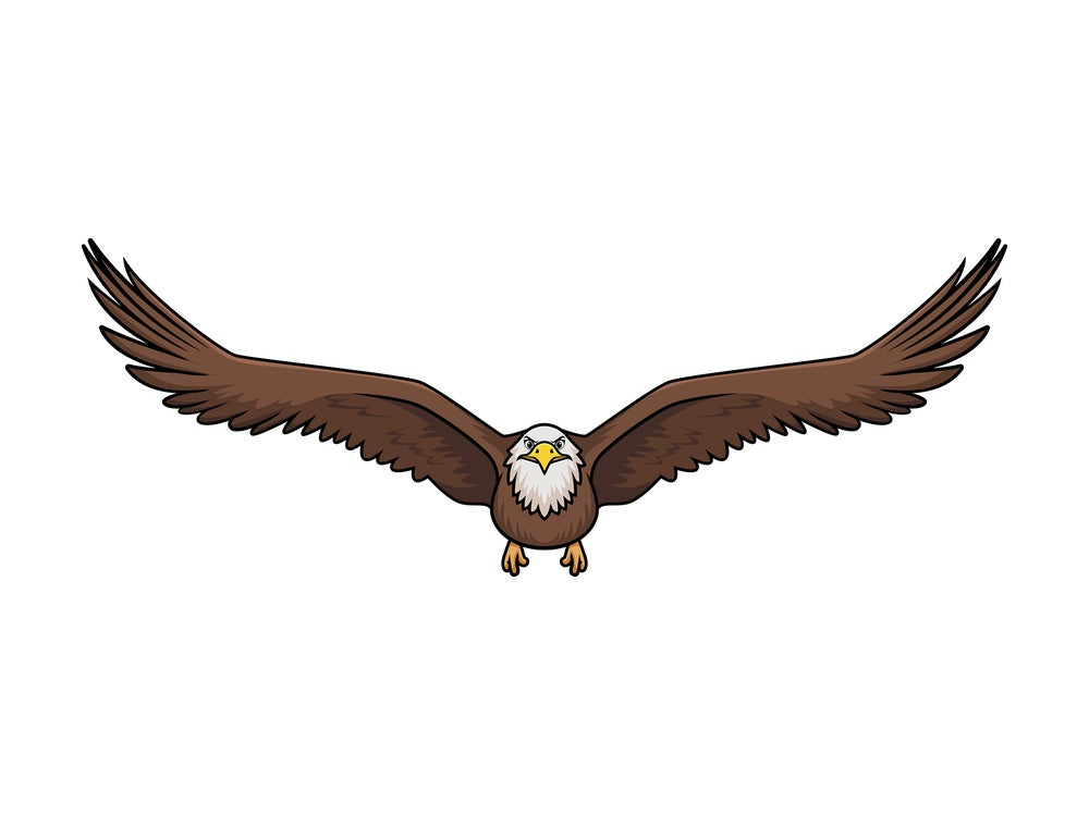 Front view bald eagle flying. PNG - JPG and vector EPS (infinitely scalable).