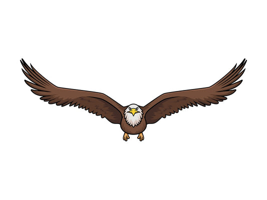 Front view bald eagle flying. PNG - JPG and vector EPS (infinitely scalable).