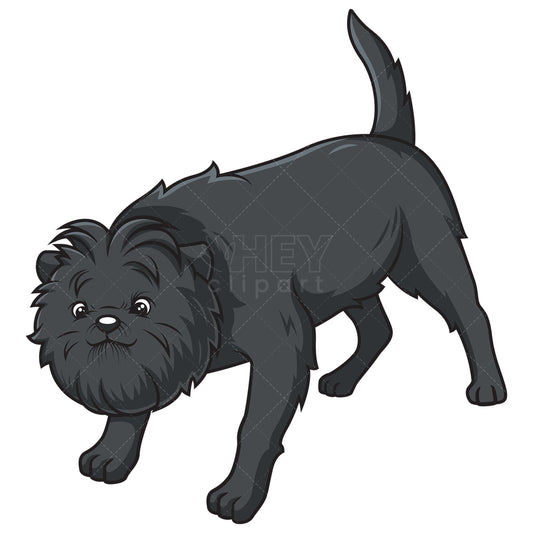 Royalty-free stock vector illustration of an affenpinscher sniffing.