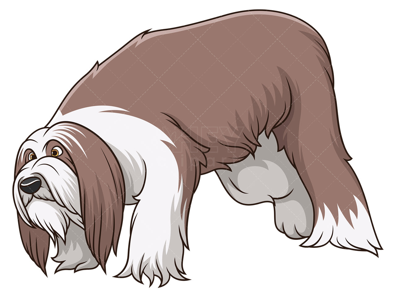 Royalty-free stock vector illustration of a bearded collie dog sniffing.