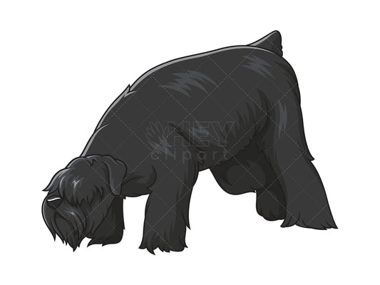 Royalty-free stock vector illustration of a black russian terrier sniffing.