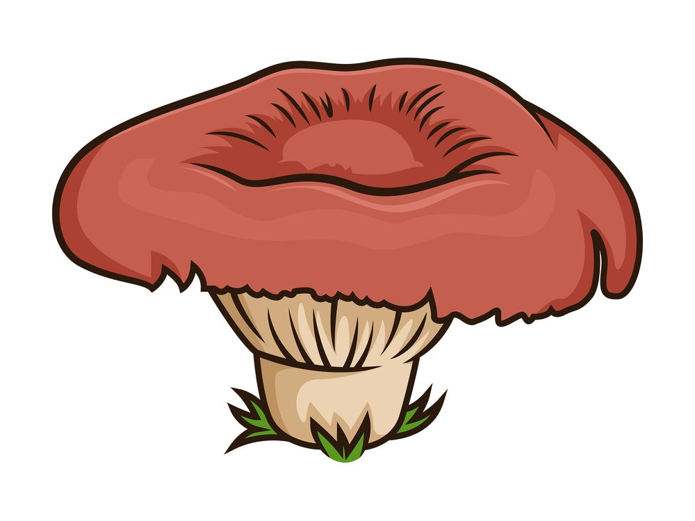 Weird forest mushroom. PNG - JPG and vector EPS file formats (infinitely scalable). Image isolated on transparent background.