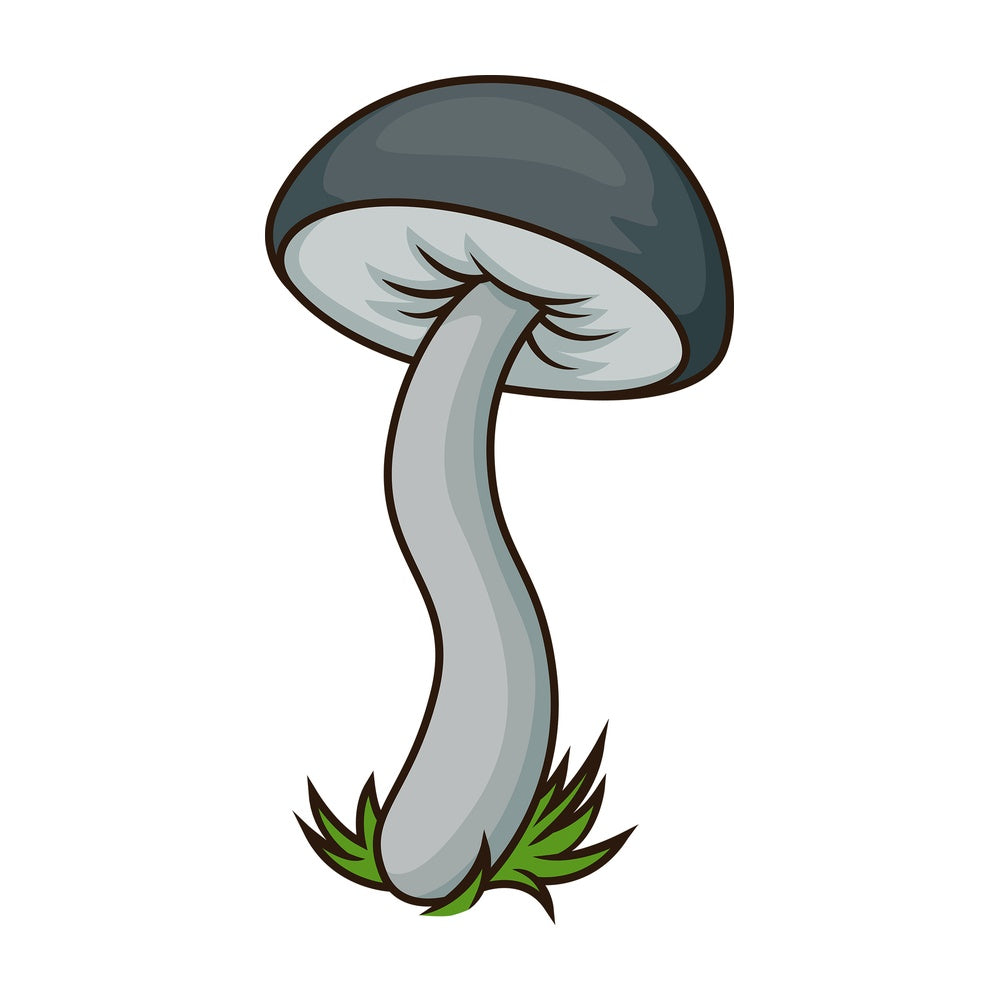 Mushroom with black cup. PNG - JPG and vector EPS file formats (infinitely scalable). Image isolated on transparent background.