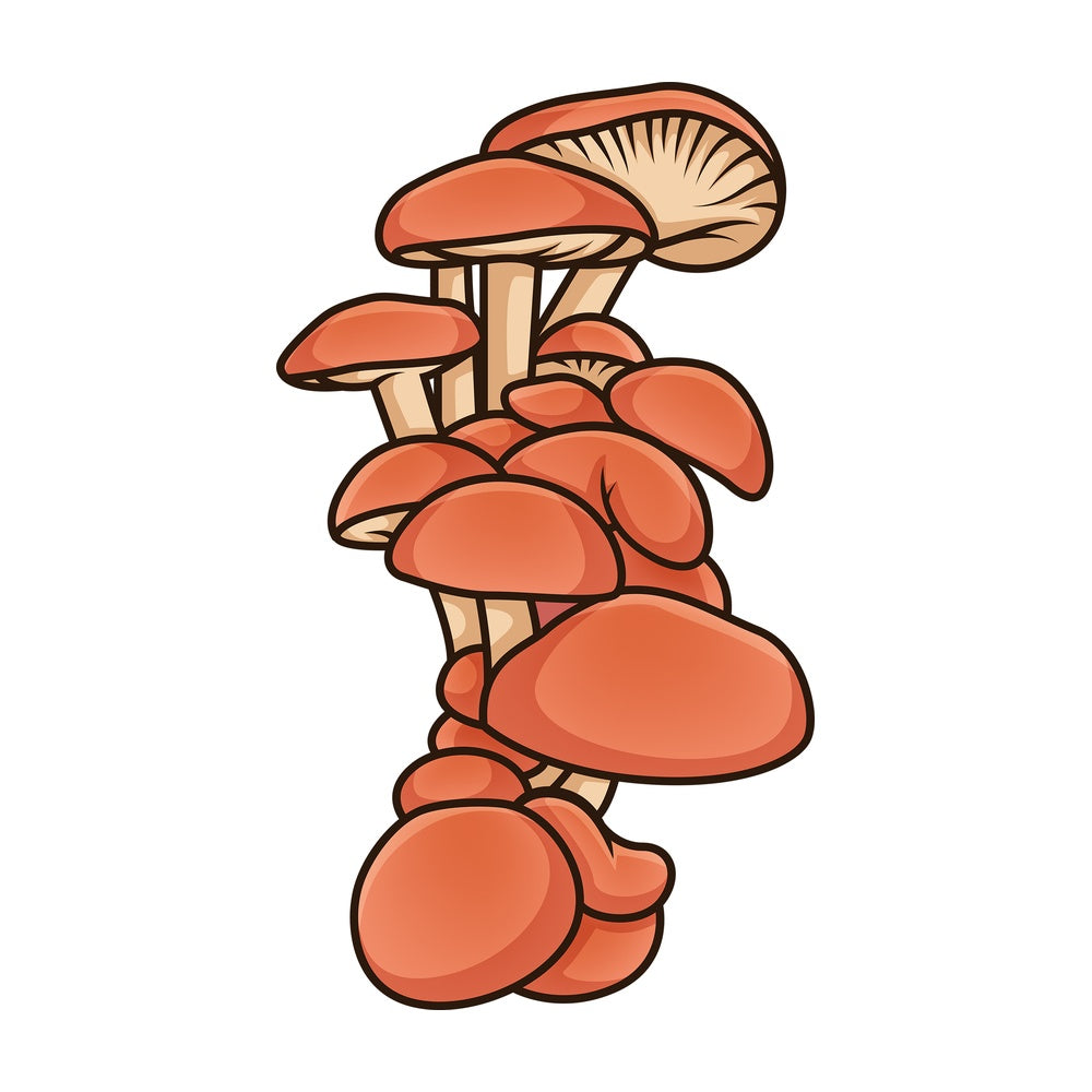 Clustered mushrooms. PNG - JPG and vector EPS file formats (infinitely scalable). Image isolated on transparent background.