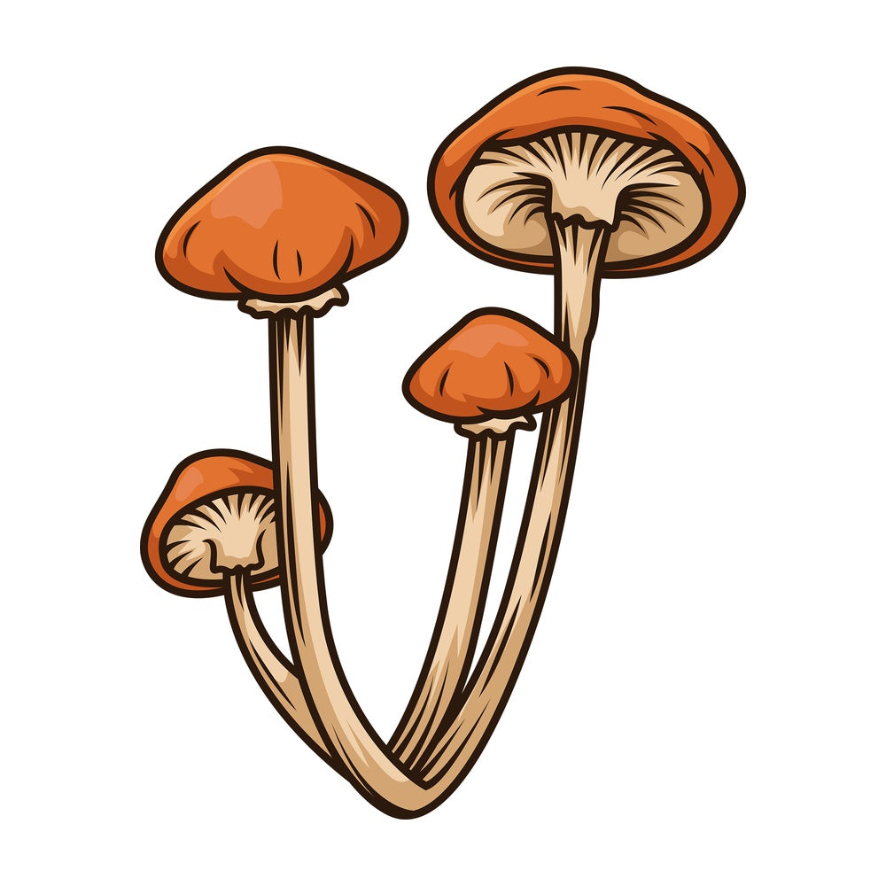 Mushroom cluster. PNG - JPG and vector EPS file formats (infinitely scalable). Image isolated on transparent background.