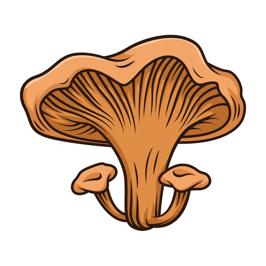 Chanterelle mushroom. PNG - JPG and vector EPS file formats (infinitely scalable). Image isolated on transparent background.