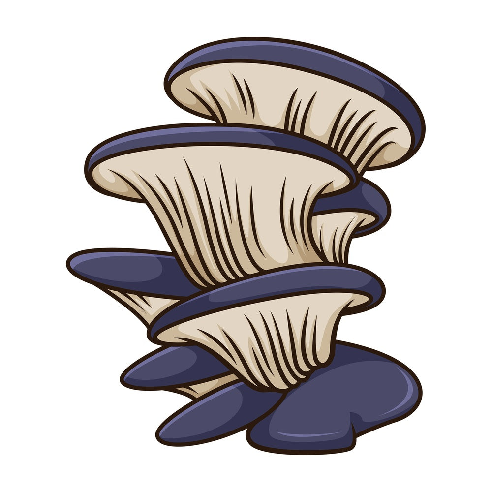 Actarius indigo mushroom. PNG - JPG and vector EPS file formats (infinitely scalable). Image isolated on transparent background.