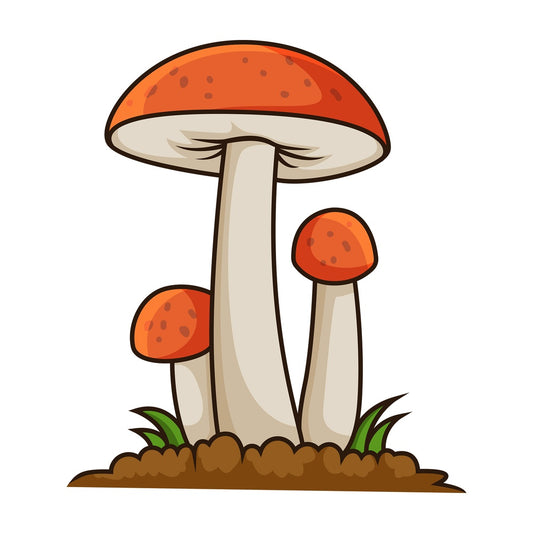 Orange cap boletus. PNG - JPG and vector EPS file formats (infinitely scalable). Image isolated on transparent background.