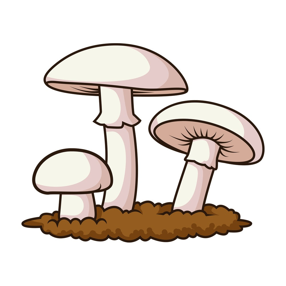 Champignon mushrooms. PNG - JPG and vector EPS file formats (infinitely scalable). Image isolated on transparent background.