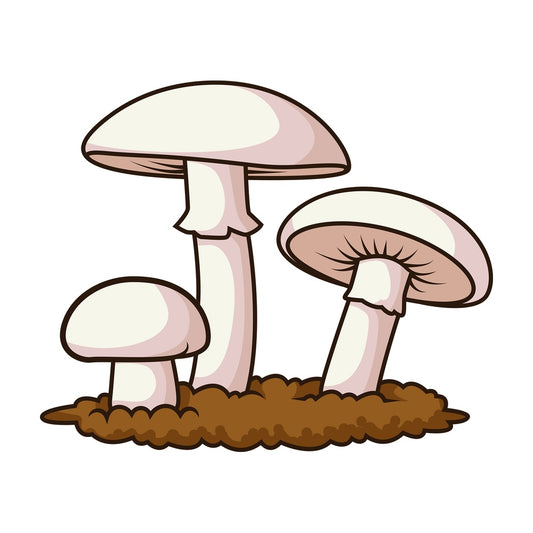Champignon mushrooms. PNG - JPG and vector EPS file formats (infinitely scalable). Image isolated on transparent background.