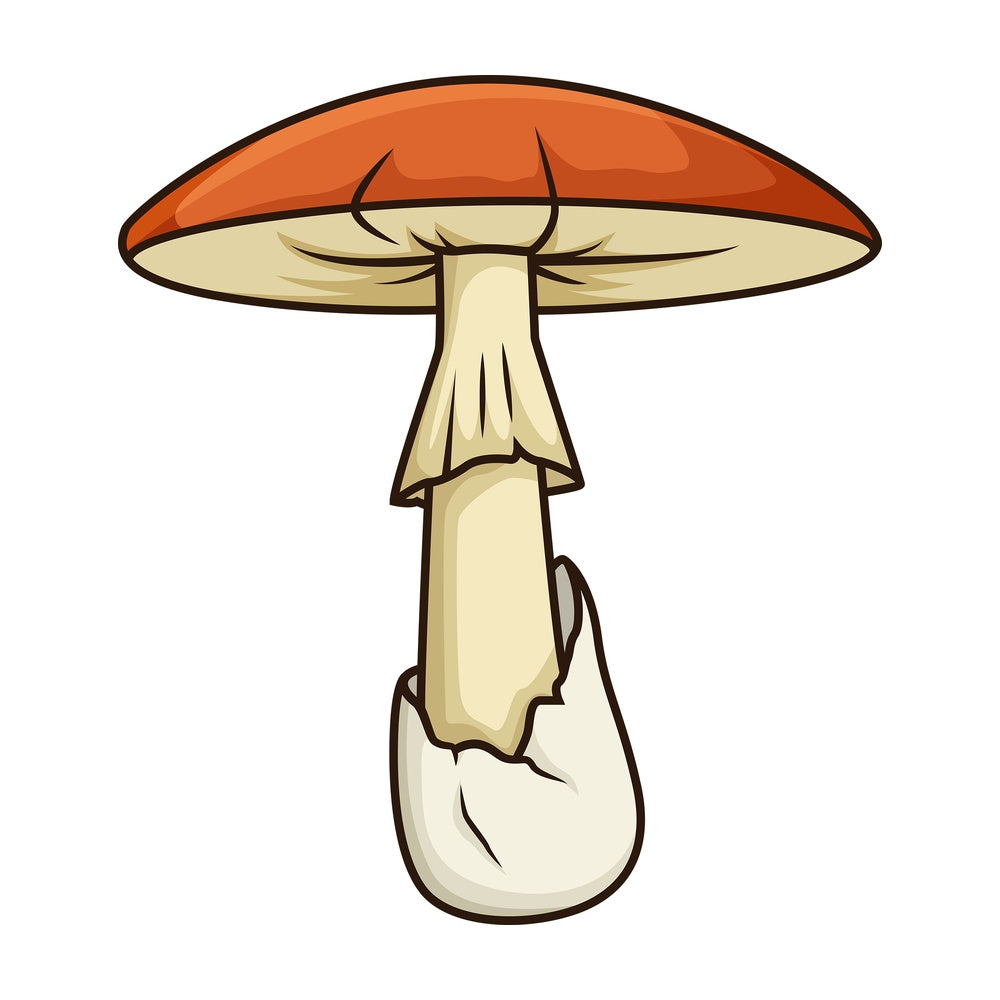 Forest mushroom. PNG - JPG and vector EPS file formats (infinitely scalable). Image isolated on transparent background.