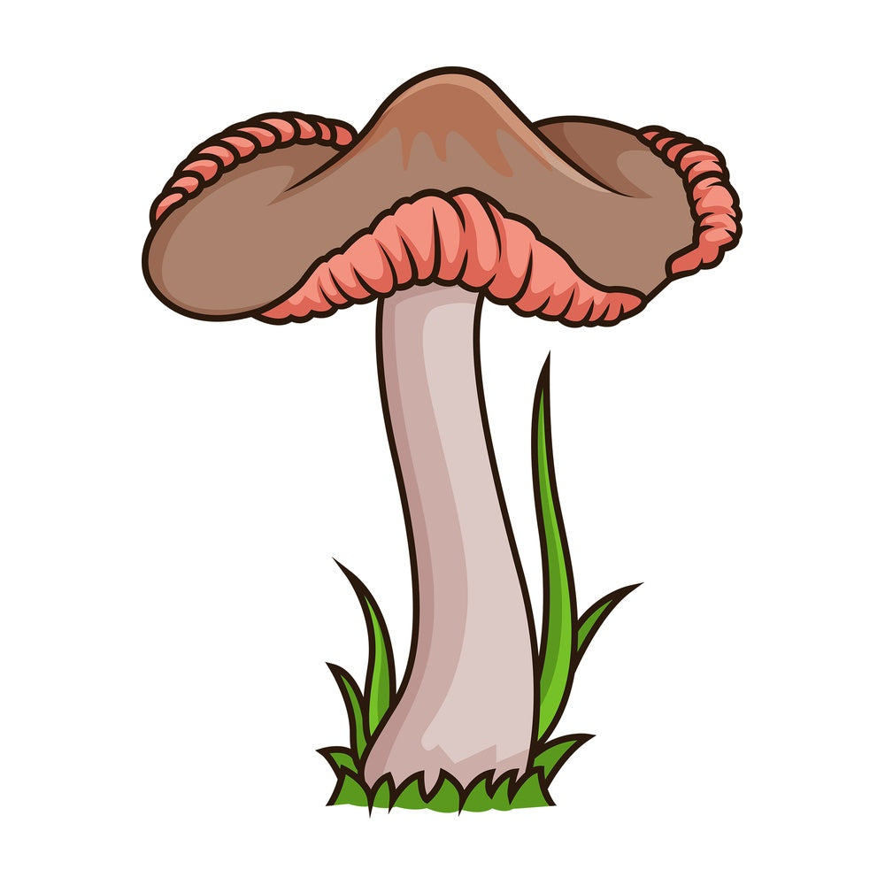Odd wild mushroom. PNG - JPG and vector EPS file formats (infinitely scalable). Image isolated on transparent background.