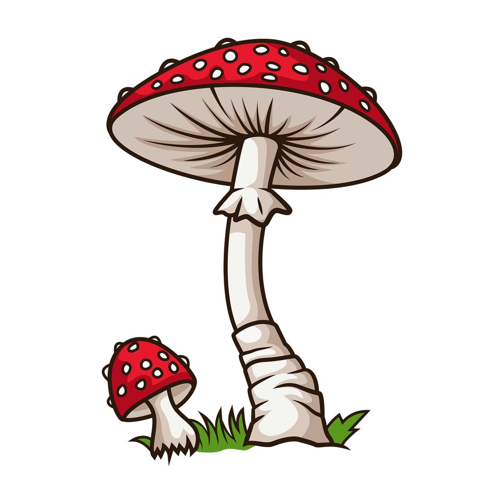 Amanita mushroom. PNG - JPG and vector EPS file formats (infinitely scalable). Image isolated on transparent background.
