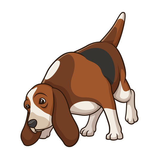 Basset hound sniffing. PNG - JPG and vector EPS (infinitely scalable).