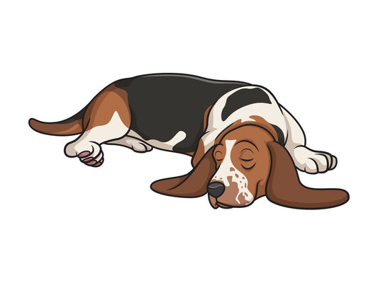Basset hound sleeping. PNG - JPG and vector EPS (infinitely scalable).