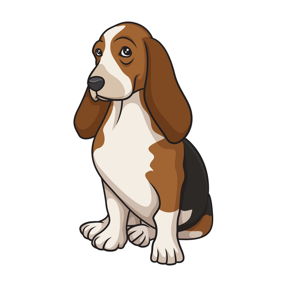 Obedient basset hound sitting. PNG - JPG and vector EPS (infinitely scalable).