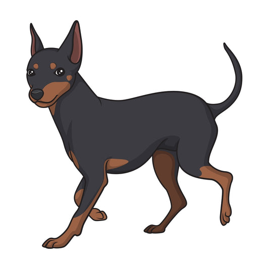 Mini pinscher walking. PNG - JPG and vector EPS (infinitely scalable).