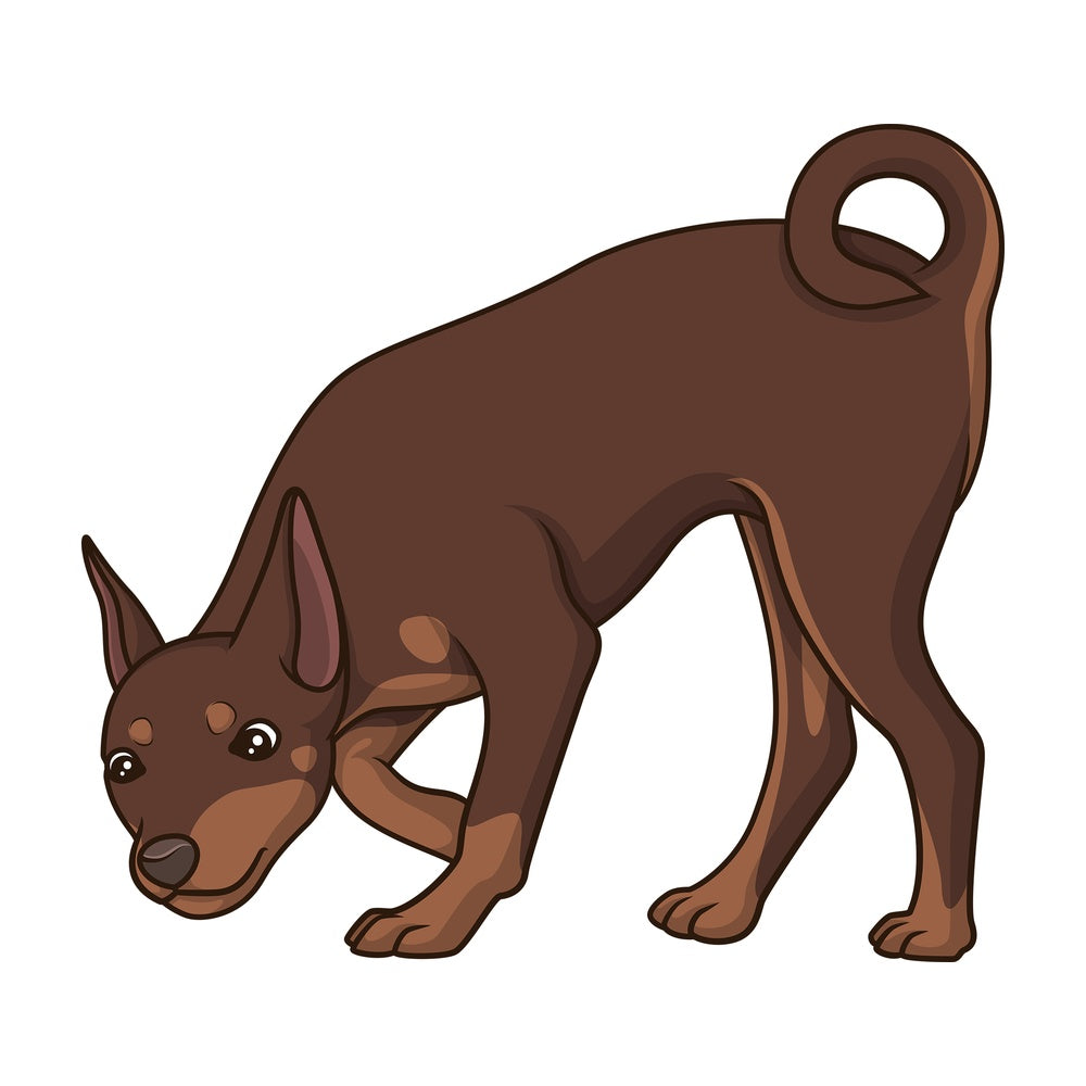 Mini pinscher sniffing. PNG - JPG and vector EPS (infinitely scalable).