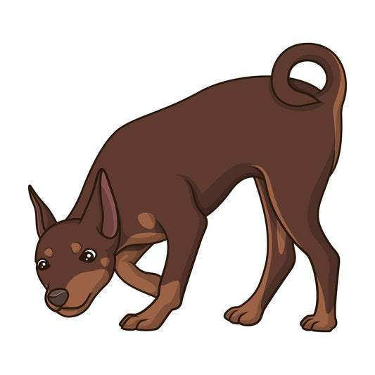 Mini pinscher sniffing. PNG - JPG and vector EPS (infinitely scalable).