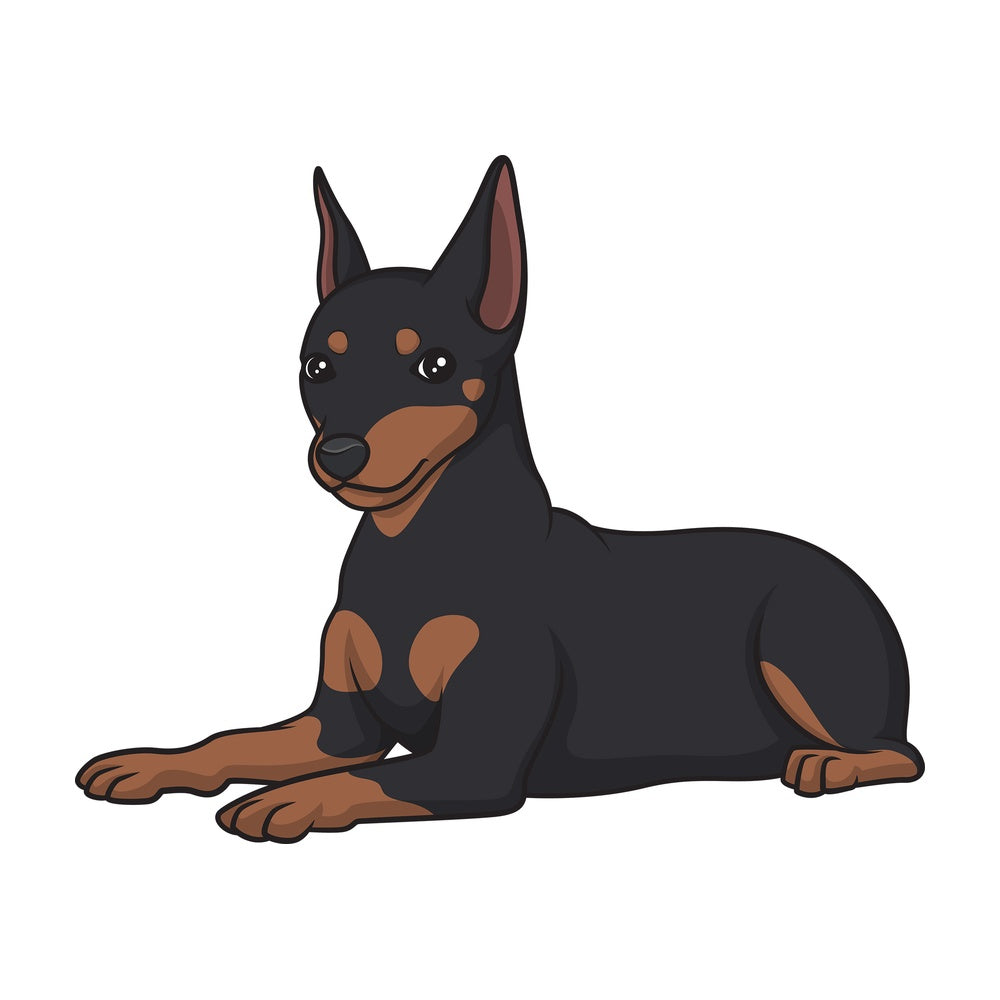 Mini pinscher lying down. PNG - JPG and vector EPS (infinitely scalable).