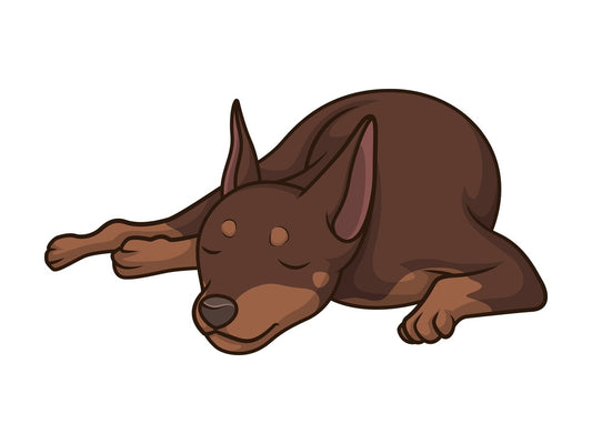Mini pinscher sleeping. PNG - JPG and vector EPS (infinitely scalable).